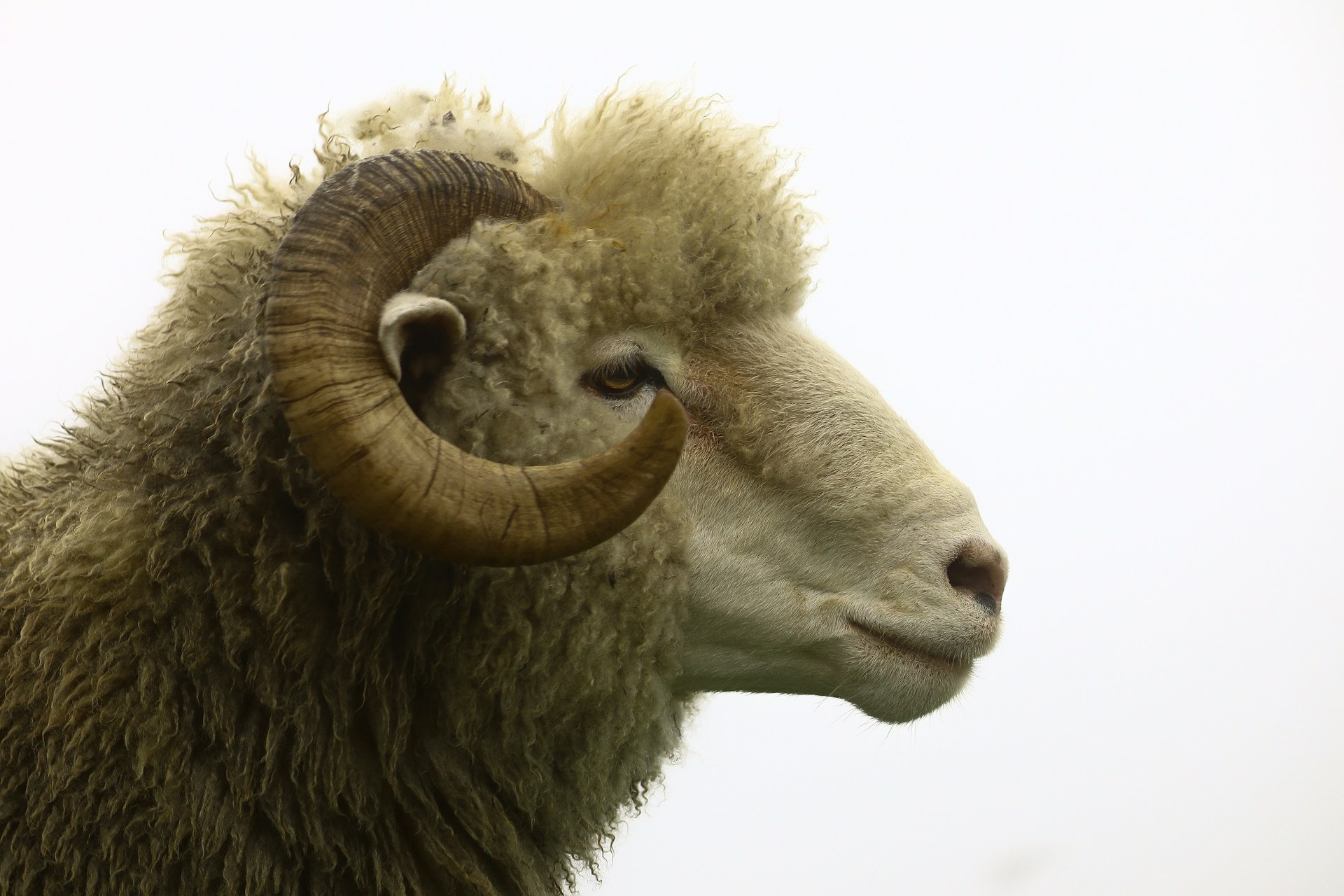 Kurban